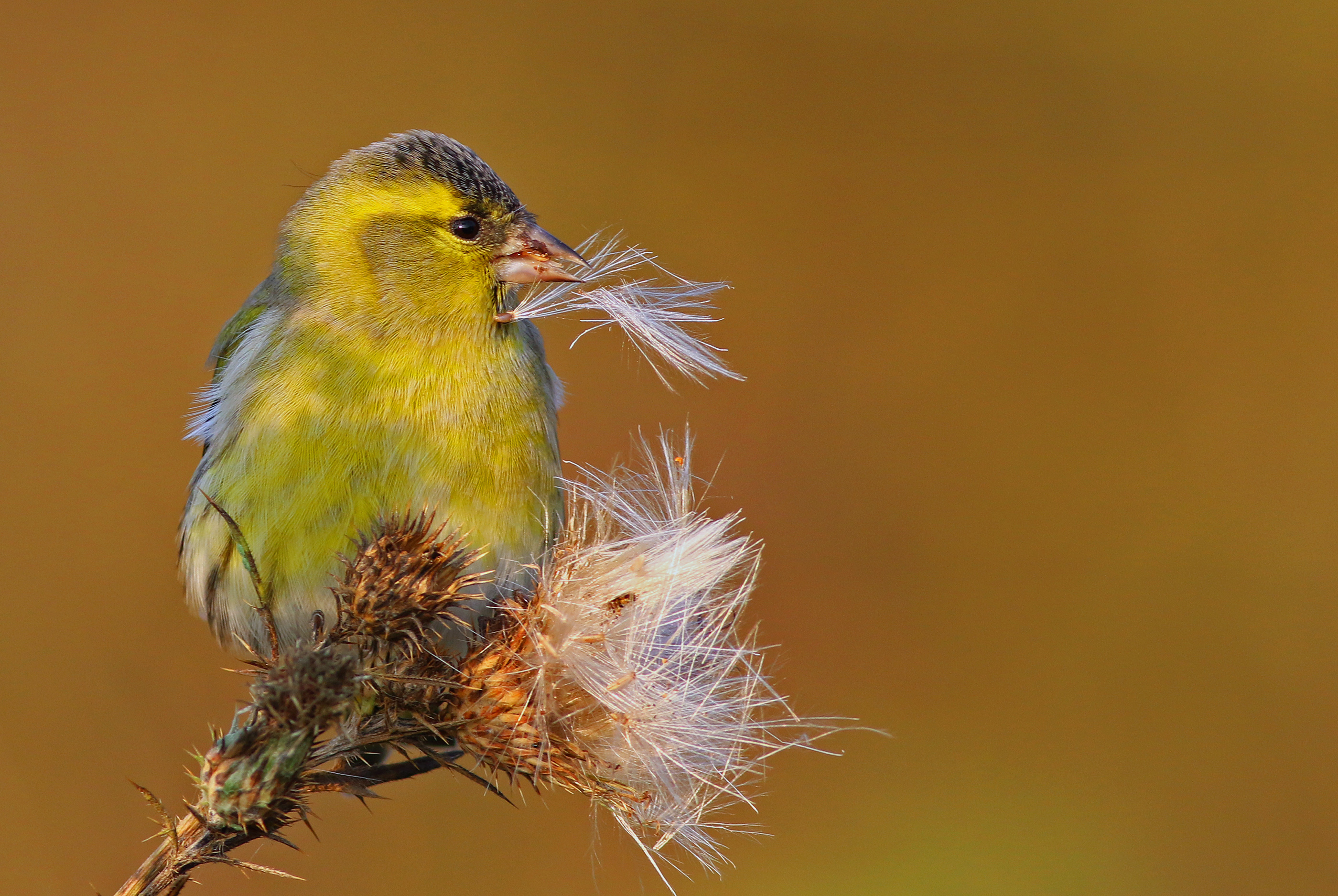 Eurasian Siskin